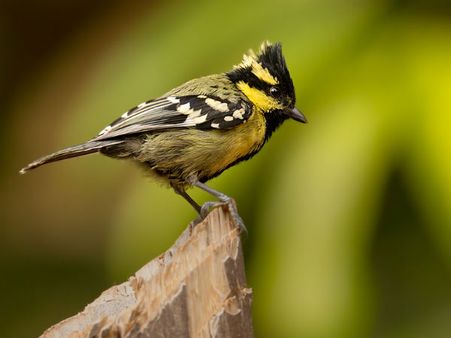  Dandeli Wildlife Sanctuary