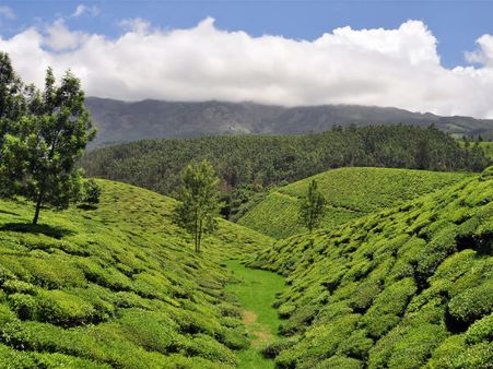 Vibrant Green Munnar