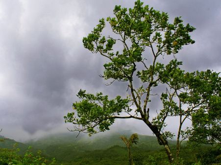Glimpses of rain in Kerala