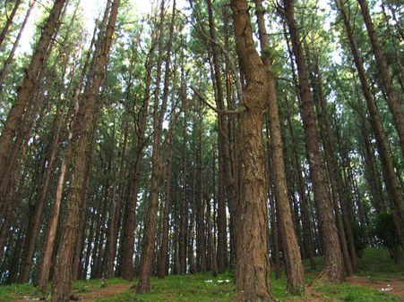 7 Unknown Offbeat destinations in Idukki - Kuttikkanam 7 Unknown Offbeat destinations in Idukki - Kuttikkanam