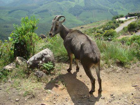 7 Unknown Offbeat destinations in Idukki - Rajamala