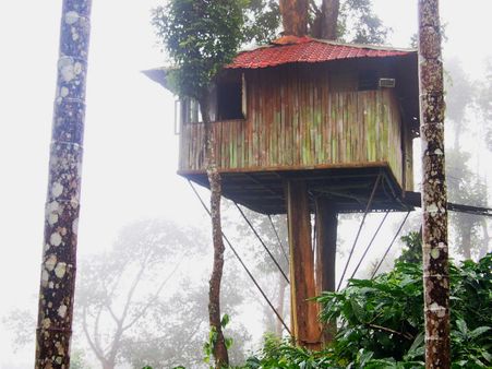Stay in a tree house at Wayanad