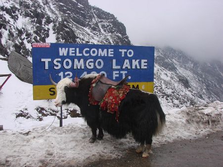 Unique Flora and Fauna 