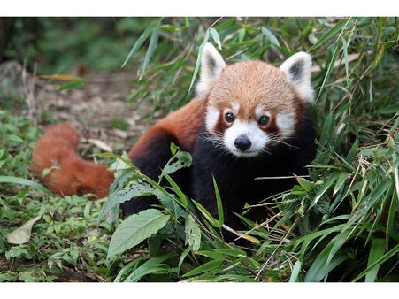 Red Panda – Singalila National Park