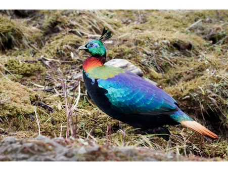 Himalayan Monal – Panglokha Wildlife Sanctuary