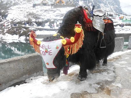 Himalayan Yak – Sikkim