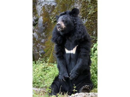 Himalayan Black Bear – Kashmir 