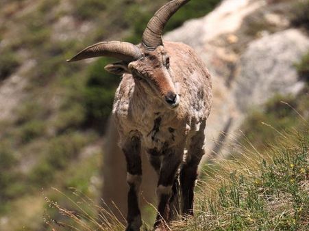 Bharal – Gangotri National Park