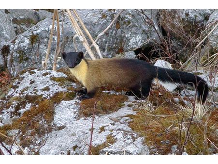 Yellow Throated Marten – Jim Corbett National Park
