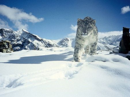 The Snow Leopard Sighting