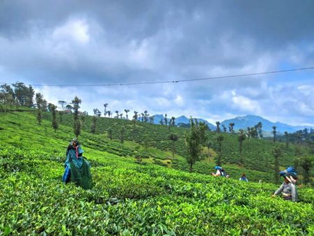 5. Palagapandi Estate