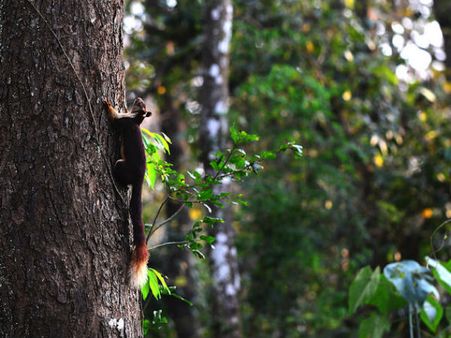 9. Mudumalai National Park, Tamil Nadu