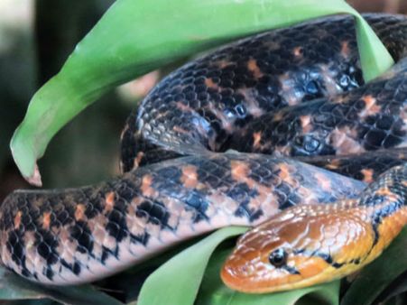 Katraj Snake Farm Katraj Snake Farm