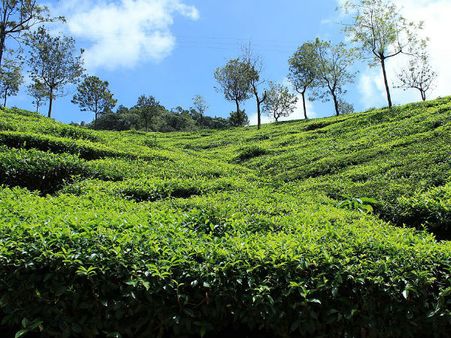 Best Time To Visit Coonoor