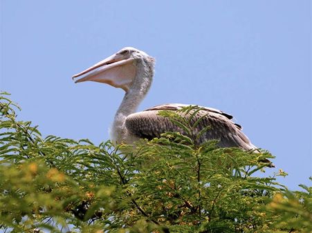 Kokre Bellur Pelicanry