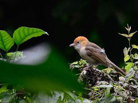 Namdapha National Park, Arunachal Pradesh