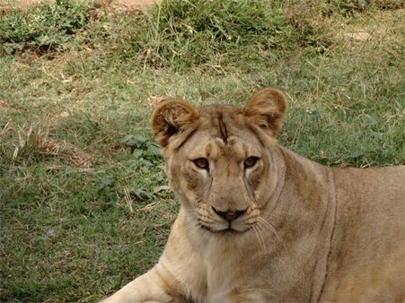 Tyaverekoppa Lion & Tiger Safari