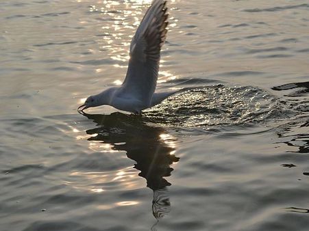 Nal Sarovar Bird Sanctuary, Gujarat