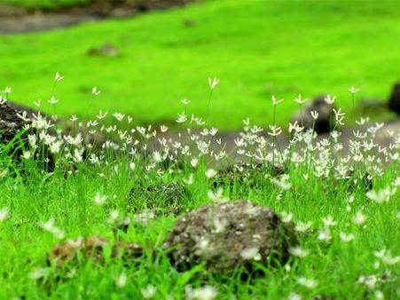 Best Time To Visit Bhimashankar