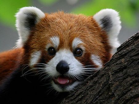 Singalila National Park Singalila National Park