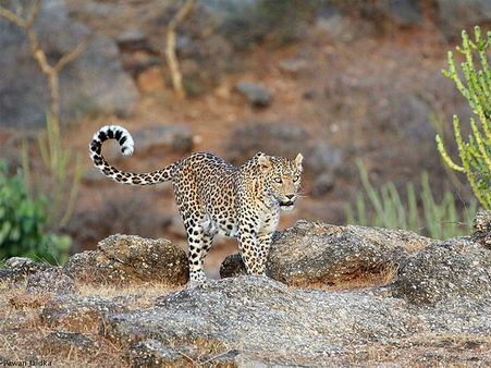 Jambughoda Wildlife Sanctuary