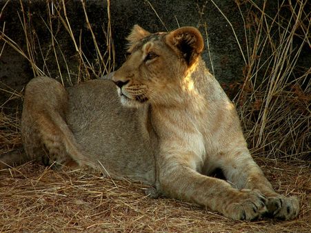 Gir National Park, Gujarat 