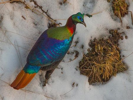 How To Reach Askot Wildlife Sanctuary