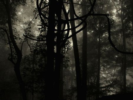 29. Wayanad 29. Wayanad