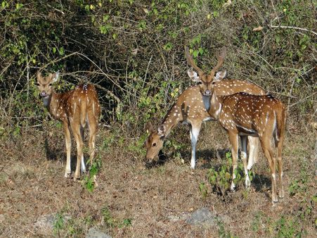 31. Bandipur 31. Bandipur