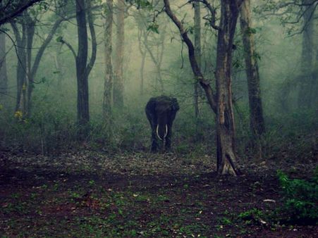 40. Nagarhole 40. Nagarhole