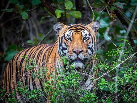 42. Bhadra Wildlife Sanctuary 42. Bhadra Wildlife Sanctuary