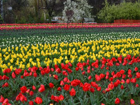 Tulip Garden, Srinagar