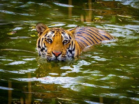 5. Sariska National Park 5. Sariska National Park