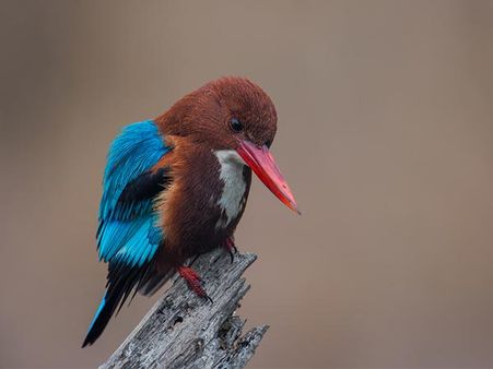 7. Bharatpur Bird Sanctuary 7. Bharatpur Bird Sanctuary
