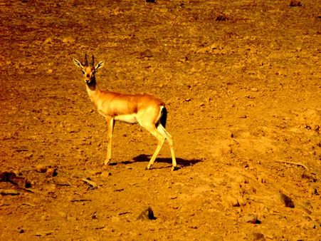 40. Ranthambore National Park 40. Ranthambore National Park