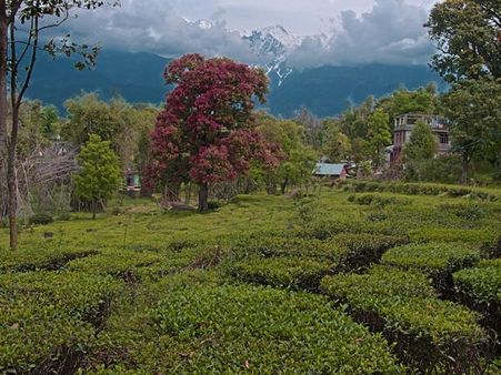 53. Palampur 53. Palampur