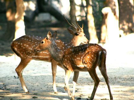 Birsa Munda Zoological Garden