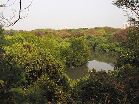 3. Mangalavanam Bird Sanctuary