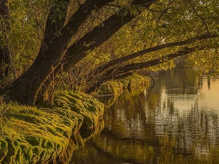 Things To Do In Molai Forest