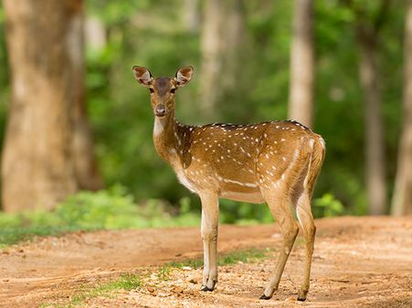 31. Mudumalai Wildlife Sanctuary 31. Mudumalai Wildlife Sanctuary
