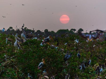 5. Vedanthangal Bird Sanctuary 5. Vedanthangal Bird Sanctuary