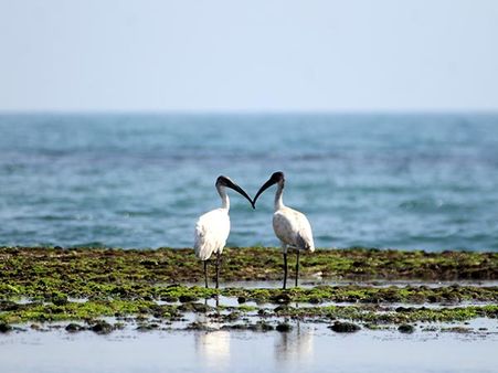 1. Nal Sarovar Bird Sanctuary 1. Nal Sarovar Bird Sanctuary