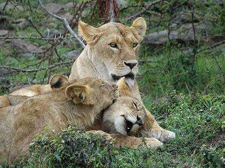 17. Sasan Gir 17. Sasan Gir