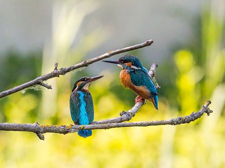 Kaimur Wildlife Sanctuary