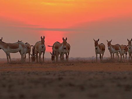 26. Kutch 26. Kutch