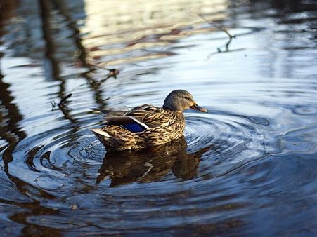 Why You Should Visit Shamirpet Lake
