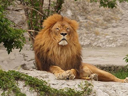 Final Destination- Gir Forest National Park