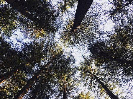 Accomodation In Pulga