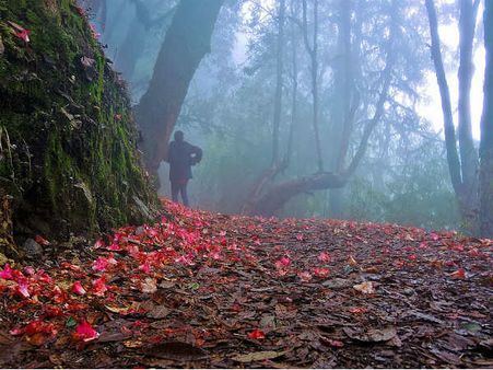 Varsey Rhododendron Sanctuary