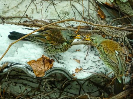 Kyongnosla Alpine Sanctuary